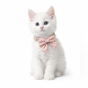 Kitten Collar